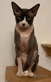 Gatto sphynx
