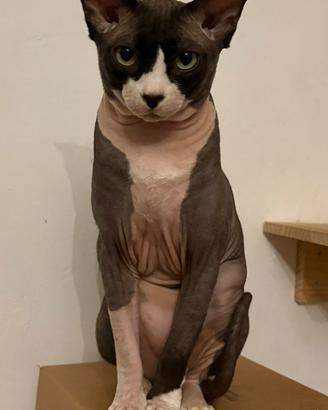 Gatto sphynx