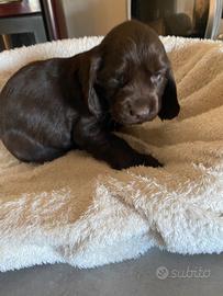 Cucciolo Cocker Spaniel Inglese