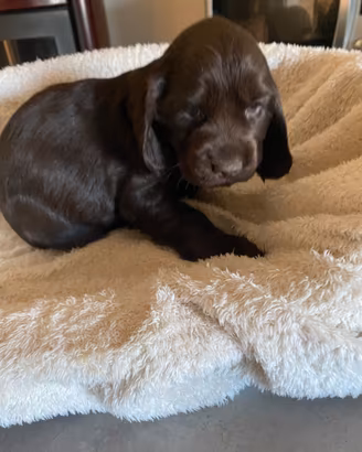 Cucciolo Cocker Spaniel Inglese