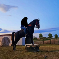 Cavallo murgese