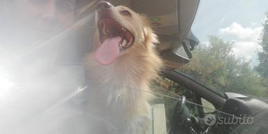 cucciolo mix volpino