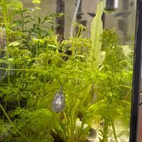 piante limnophila sessiflora e valisneria ondulata