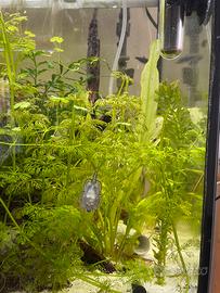 piante limnophila sessiflora e valisneria ondulata