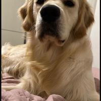 Golden Retriver belissimo per accoppiamento