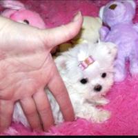 Maltesi dispongo di cucciole femminucce