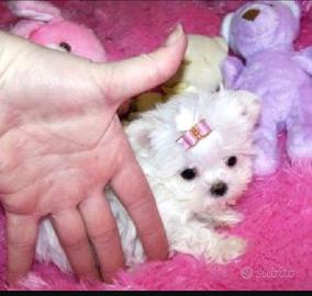 Maltesi dispongo di cucciole femminucce