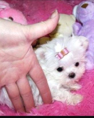 Maltesi dispongo di cucciole femminucce