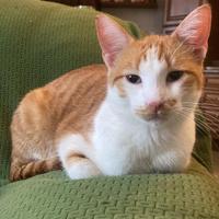 Martin gattino cucciolo per adozione