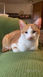 Martin gattino cucciolo per adozione