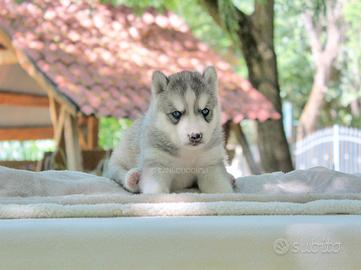Cucciolo di Siberian Husky
