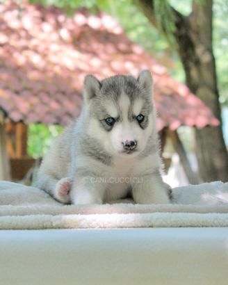 Cucciolo di Siberian Husky