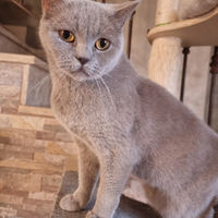 Gatta british shorthair