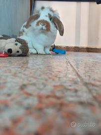 Coniglio nano ariete