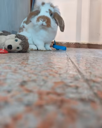Coniglio nano ariete