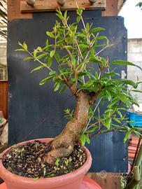 bonsai melograno 