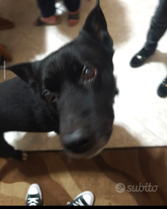 Nerone Cane?