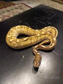 Pitone reale Lesser Fire