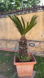 Cycas