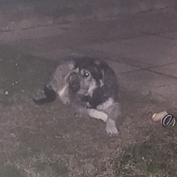 Cane femmina taglia media