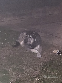 Cane femmina taglia media