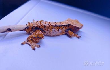 Cililiatus femmine e maschi