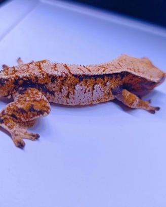 Cililiatus femmine e maschi