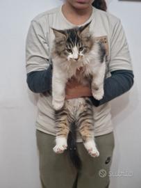 Cucciolo di Maine Coon dolcissimo-abituato lettier