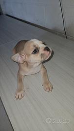 Bulldog francese cucciola