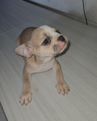Bulldog francese cucciola