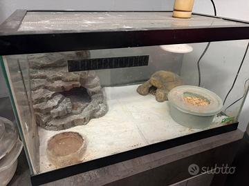 Geco Leopardino, con teca e termostato