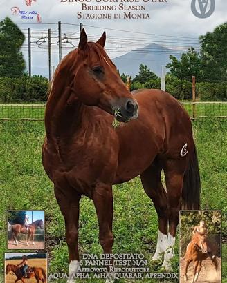 Stagione di Monta Breeding Season Quarter Horse