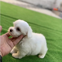 Cucciolata maltese taglia piccola