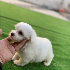 Cucciolata maltese taglia piccola