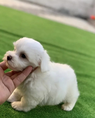 Cucciolata maltese taglia piccola