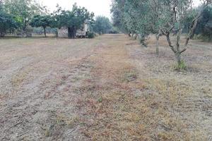 Terreno con rudere - Cutrofiano
