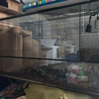 Teca per serpenti o drago barbuto 