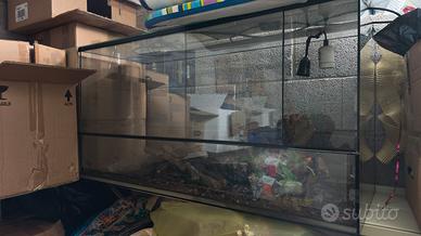 Teca per serpenti o drago barbuto 