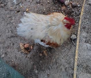gallo bianco 