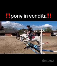 Pony