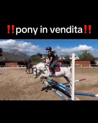 Pony