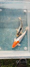 Carpe koi doitsu - 18/22 cm