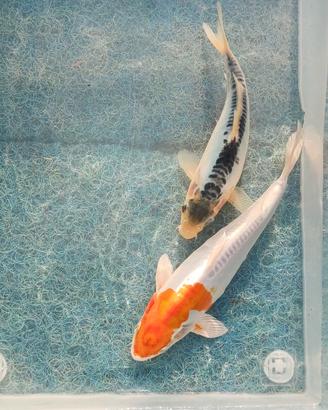 Carpe koi doitsu - 18/22 cm