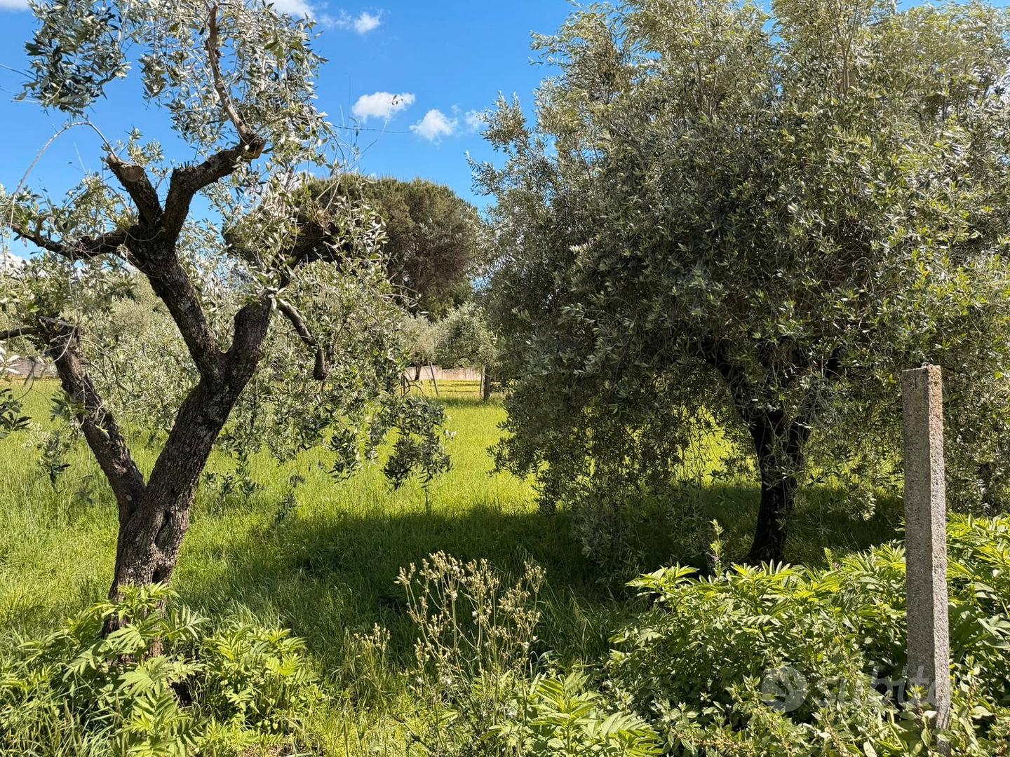 Terreno agricolo con uliveto - Vista 2