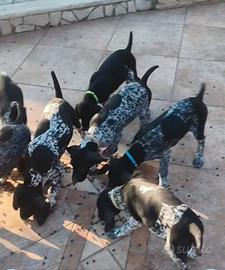Cuccioli kurzhaar bracco tedesco