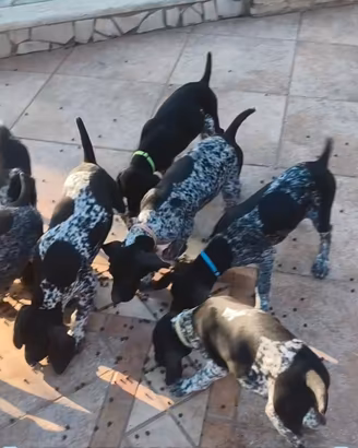 Cuccioli kurzhaar bracco tedesco