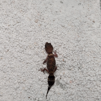 Underwoodisaurus milii