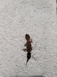 Underwoodisaurus milii