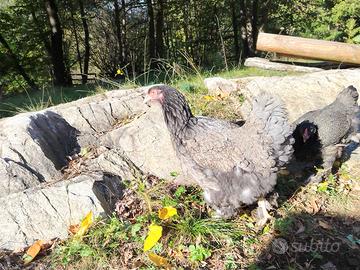 Gallina brahma perniciato