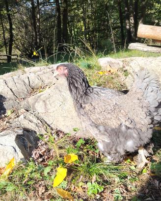 Gallina brahma perniciato
